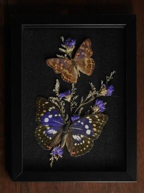 Framed purple butterfly specimens